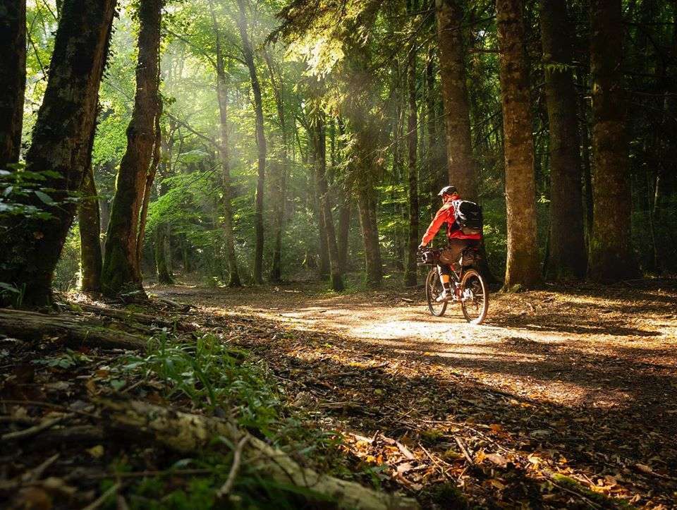 foresta-grande-bici